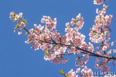 Расцветание Цветов в Японии: Выберите ваш идеальный размер и формат