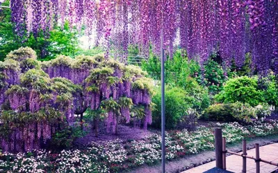 Завораживающие цветы Японии: откройте для себя богатство флоры