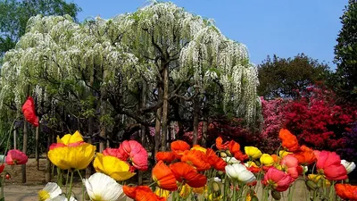 Фотк цветов в Японии