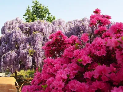 Фото цветов в Японии в формате webp