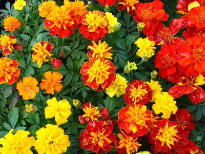 Обновите свои обои: фотографии красивых цветов в огороде