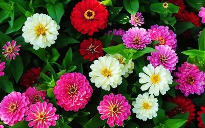 Очарование Цветы в огороде на вашем экране: скачайте бесплатно
