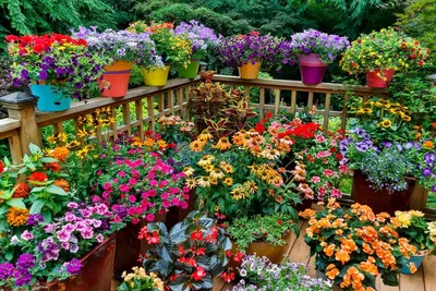 Цветочное разнообразие в огороде: новые фото каждый день