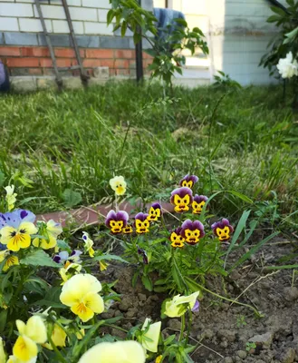 Фотографии цветов в огороде: украшение рабочего стола