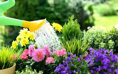 Фото цветов в огороде в HD качестве: первозданная природа