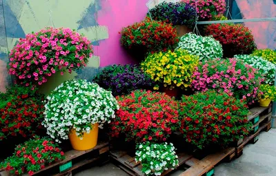 Фотографии цветов в уличных вазонах: украшение городского пространства