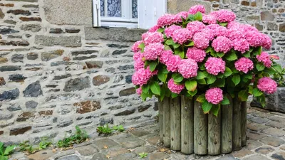 Фотка цветов в уличных вазонах: природное вдохновение для каждого дня