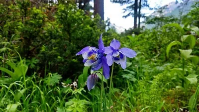 Фото Цветы водосбор для любителей природы: бесплатно скачать HD