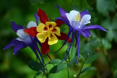 Легкость и красота: Цветы водосбор в объективе