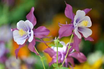 Цвести и манить: Увлекательные цветы водосбор в фотографиях