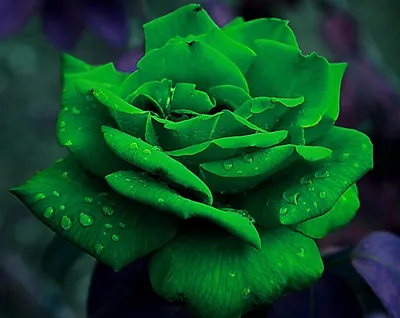 Красивые картинки зеленых цветов для скачивания бесплатно