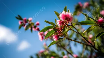 В объятиях зелени: картины природы на фотографиях