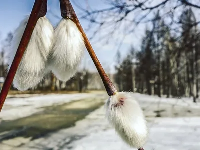 Скачать бесплатно красивые фото листьев вербы