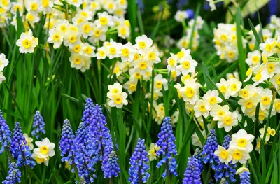 Весенние садовые цветы: обновите свой рабочий стол бесплатно