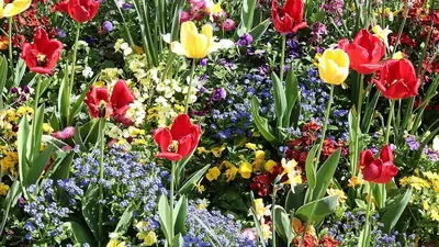 Весенние садовые цветы: красота природы на вашем экране