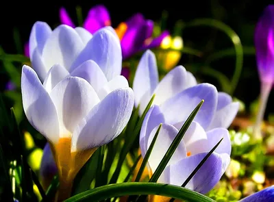 Весенние садовые цветы: выберите свой идеальный размер фото для скачивания