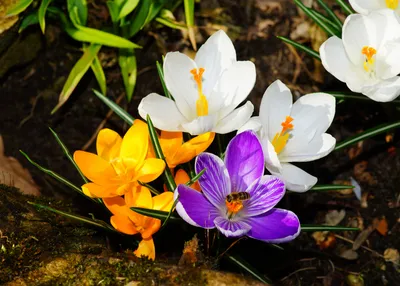 Восхитительные цветы весеннего сада: фото, которые вас поразят
