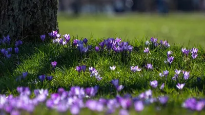Загадочные цветочные красавицы: фото весенних садовых цветов