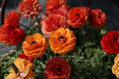 Взрывная палитра весны: фото чарующих садовых цветов