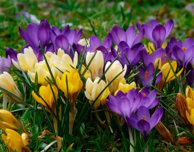 Цветочное волшебство весны: фото удивительных садовых цветов