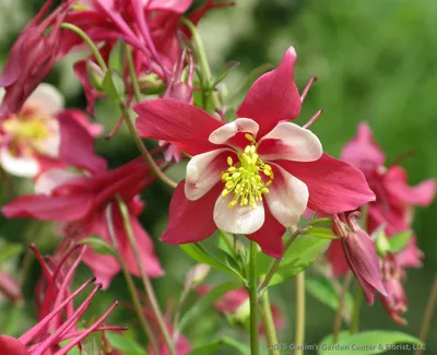 Волшебное цветение: фото весенних садовых цветов, приковывающих взгляды