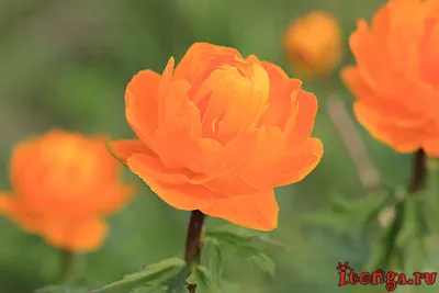 Великолепные фотографии Весенние садовые цветы в 4K
