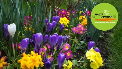 Прекрасные весенние садовые цветы в HD: обновите свой рабочий стол