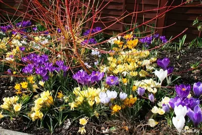 Фото весенних садовых цветов: изысканный образ природы