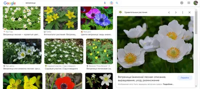 HD фото весенних садовых цветов: реалистичность образа