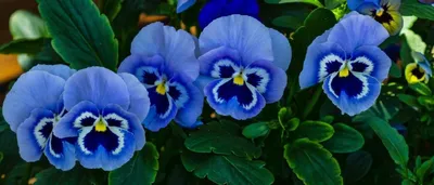 Виола цветы: бесплатные обои для вашего смартфона