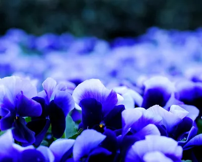 Пленительные Виола цветы: магия красок на фото