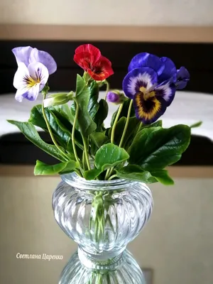 Цветочная симфония: красивые Виола цветы на снимках