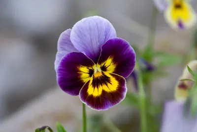 Красота природы: фото Виола цветы во всей своей славе