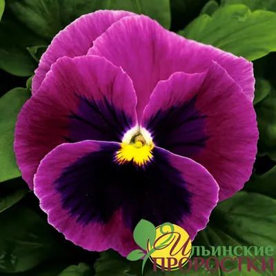 Коллекция Виола цветов: бесплатные фото для скачивания