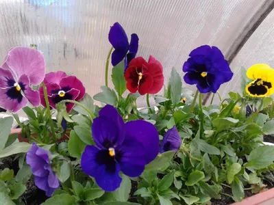 Фотография Виола цветы: нежное изображение природных красок