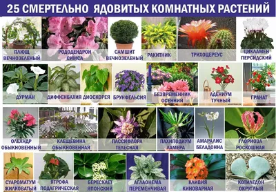 Откройте для себя мир комнатных растений на странице с фото (фото)