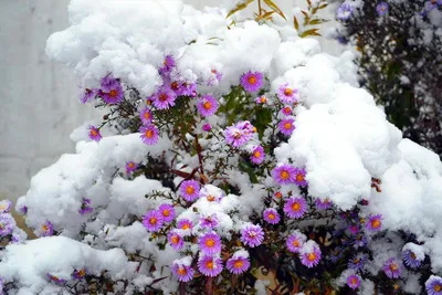 Зимние цветы фотографии