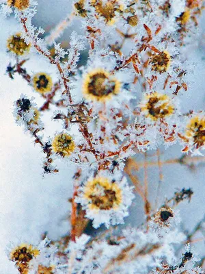Зимние цветы: картина природы в свете снежного покрова