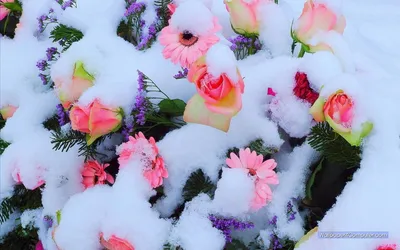 Изящные Зимние цветы для оживления вашего веб-дизайна