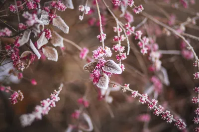 Вдохновляющие Зимние цветы: настроение и эстетика в одном изображении