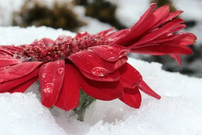 Зимние цветы: оживите свои проекты с помощью этих красивых фотографий