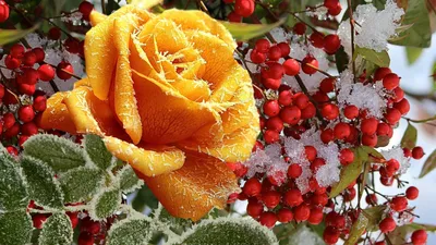Удивительные зимние цветы: Великолепие минусовой температуры