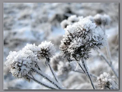 Фотографии зимних цветов: Природа в снежных узорах