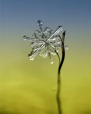 Изображения зимних цветов: уникальные картины зимнего мира