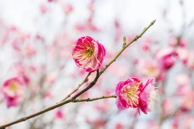 4K фотографии зимних цветов: каждая деталь воспроизведена с изумительной точностью