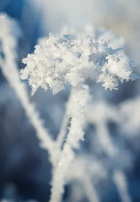 Зимние цветы: фотографии, заставляющие замирать сердце