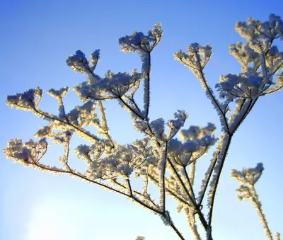 Фотографии зимних цветов в 4K качестве: реалистичные изображения