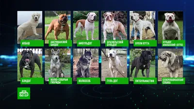 Картинки с 12 опасными породами собак