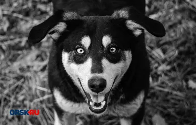 12 опасных пород собак: лучшие снимки