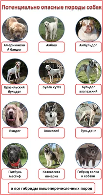 Изображения 12 опасных пород собак